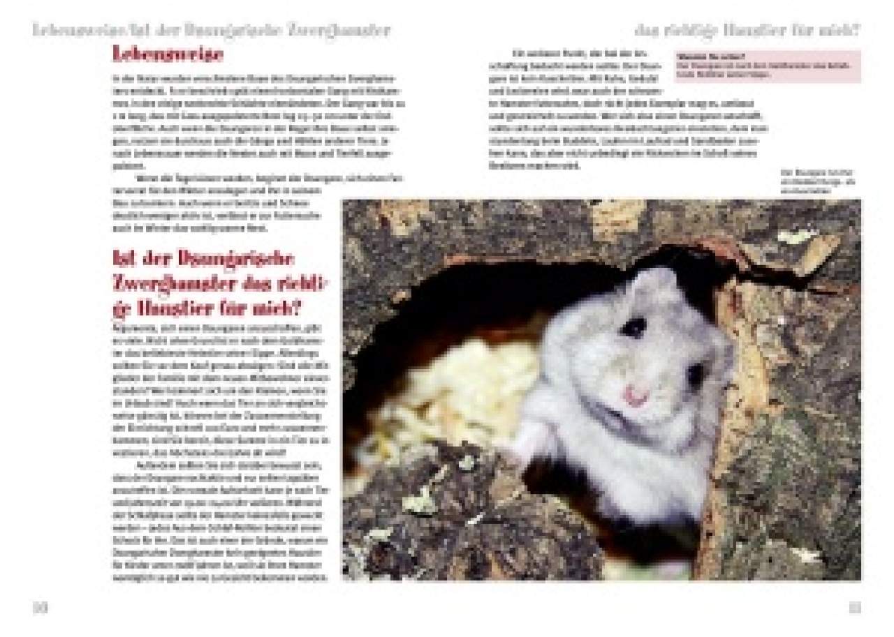 Der Dsungarische Zwerghamster